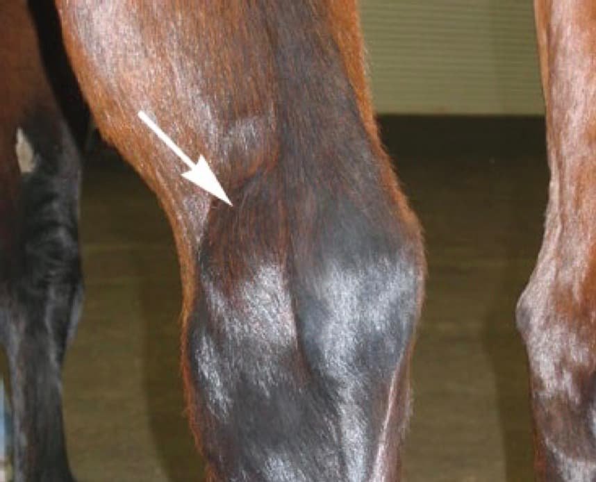 Thoroughpin in Horses Tenosynovitis or effusion of Tarsal Sheath