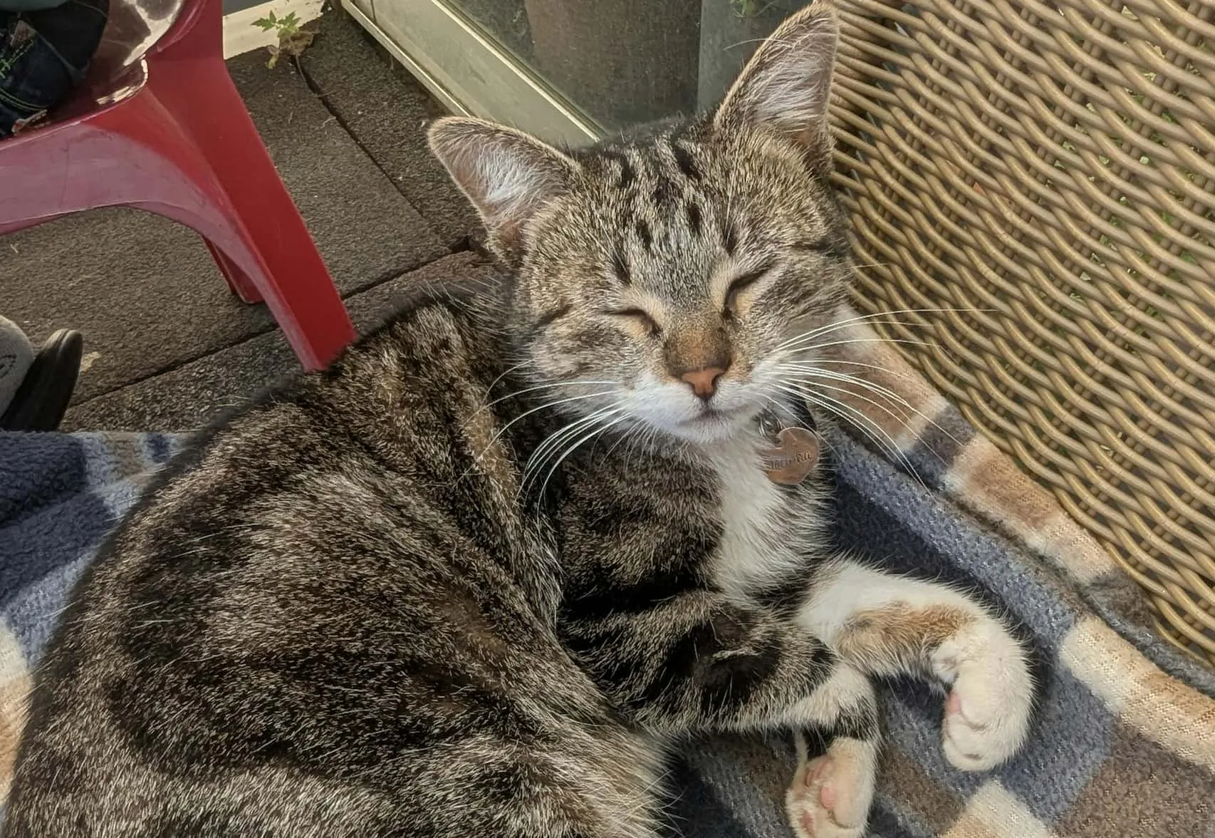 Thromboembolism in Cats