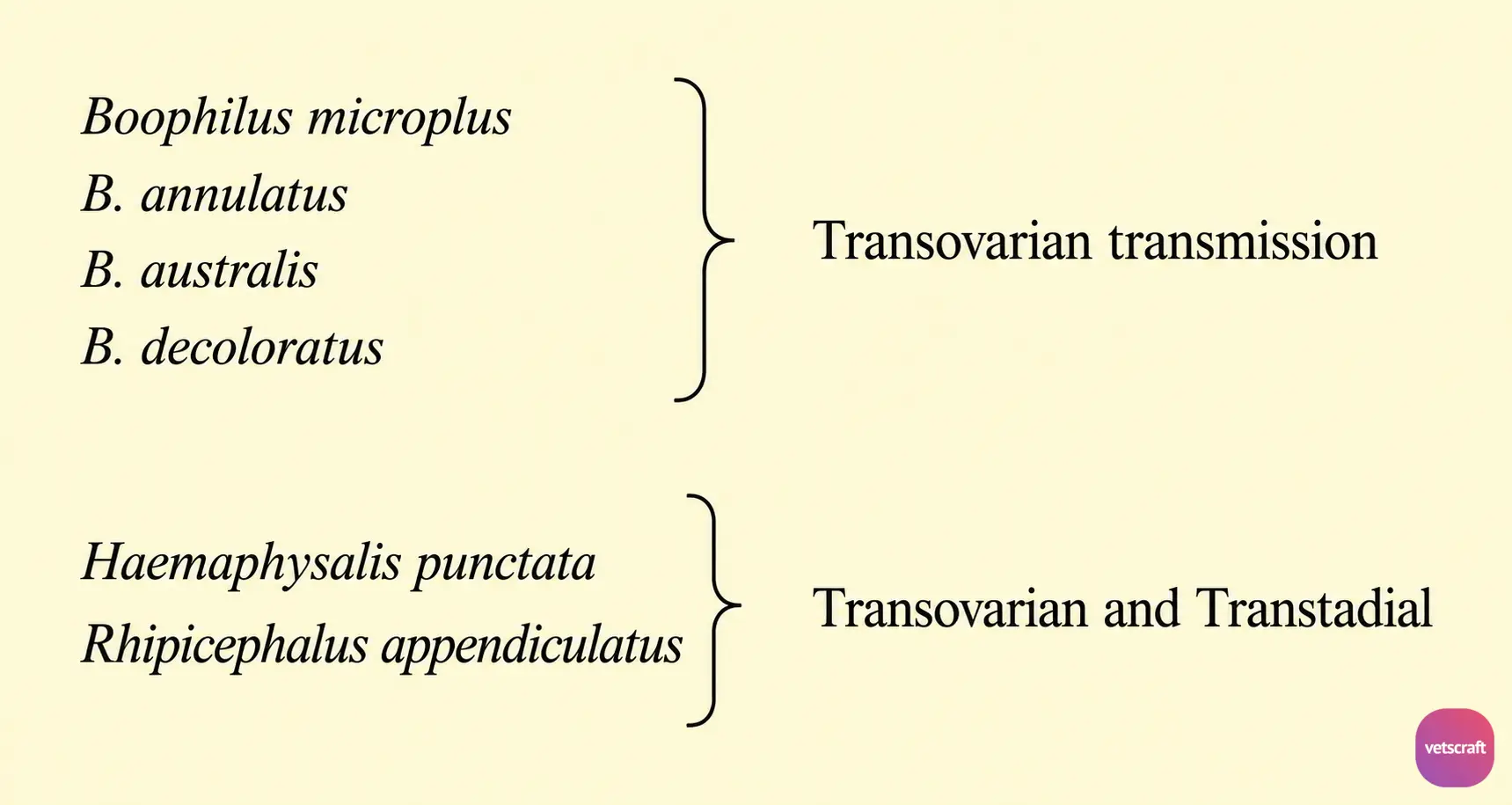 Tick Vectors and Transmission of Babesia bigemina