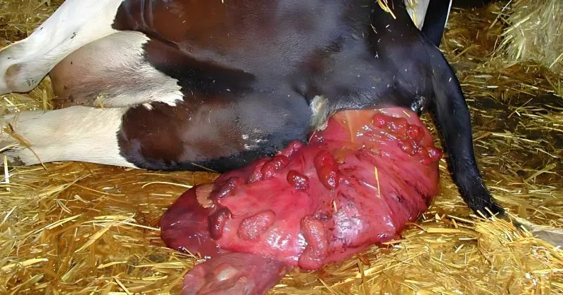 Total Uterine Prolapse in a Cow