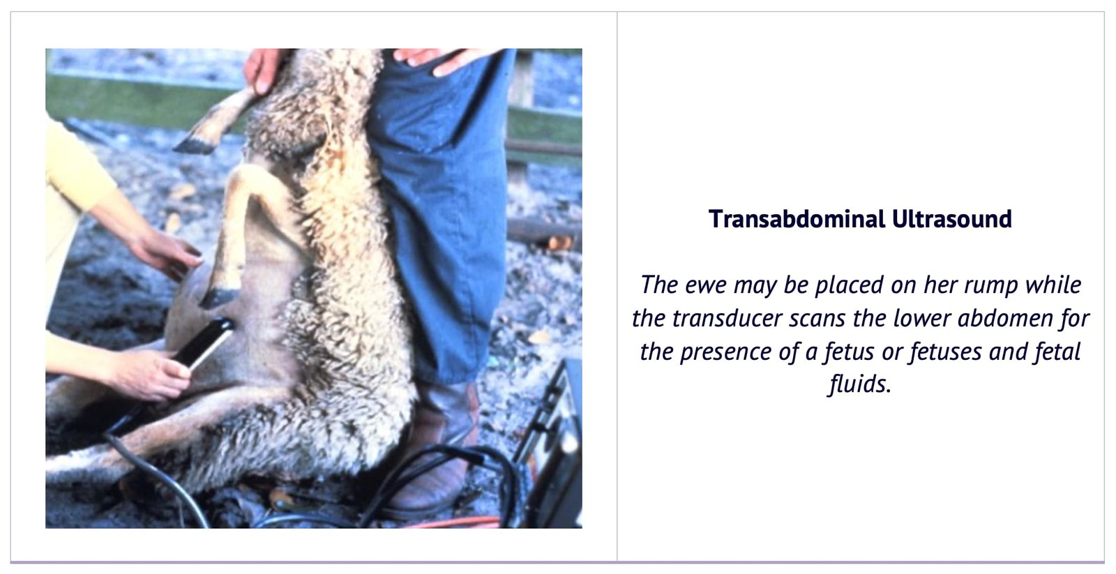 Transabdominal Ultrasound in a Sheep