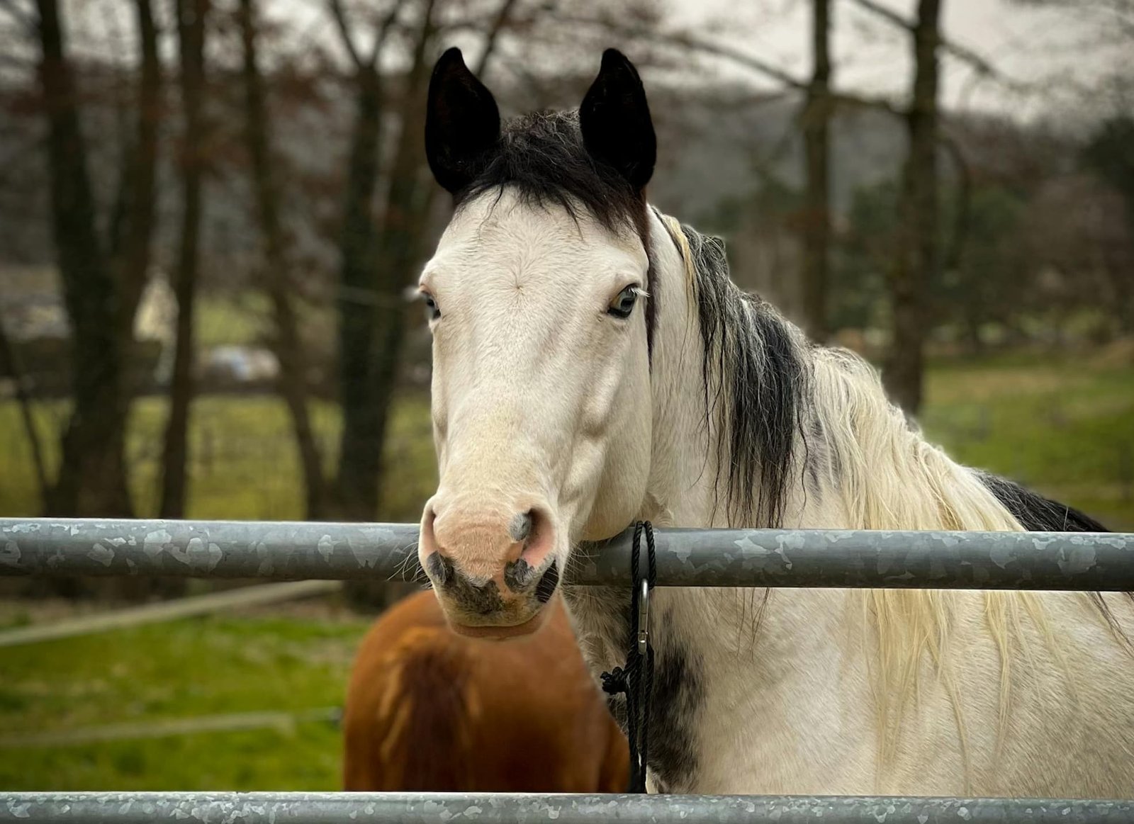 Transitional Spring Estrus in a Mare