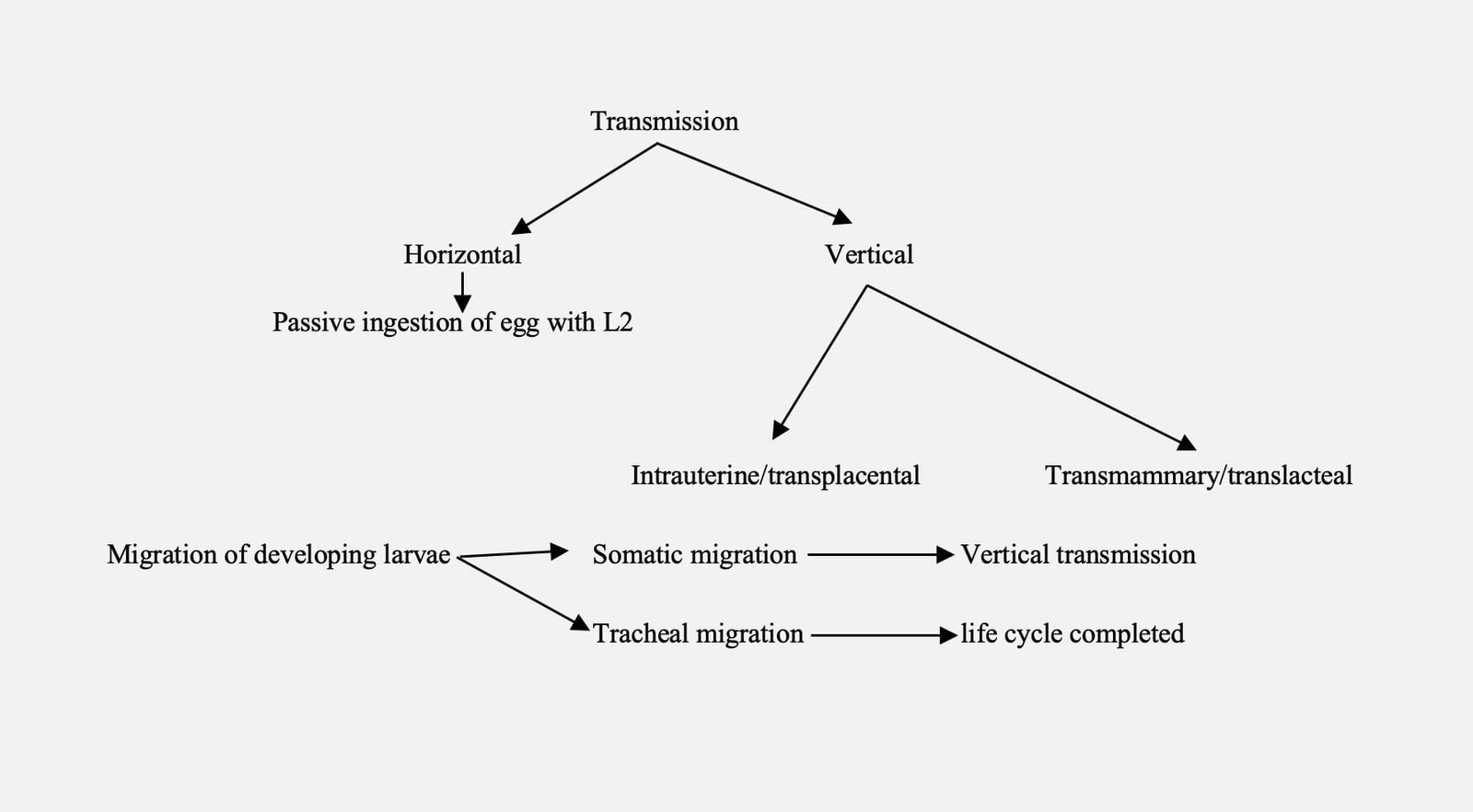 Transmission and life cycle of toxocara