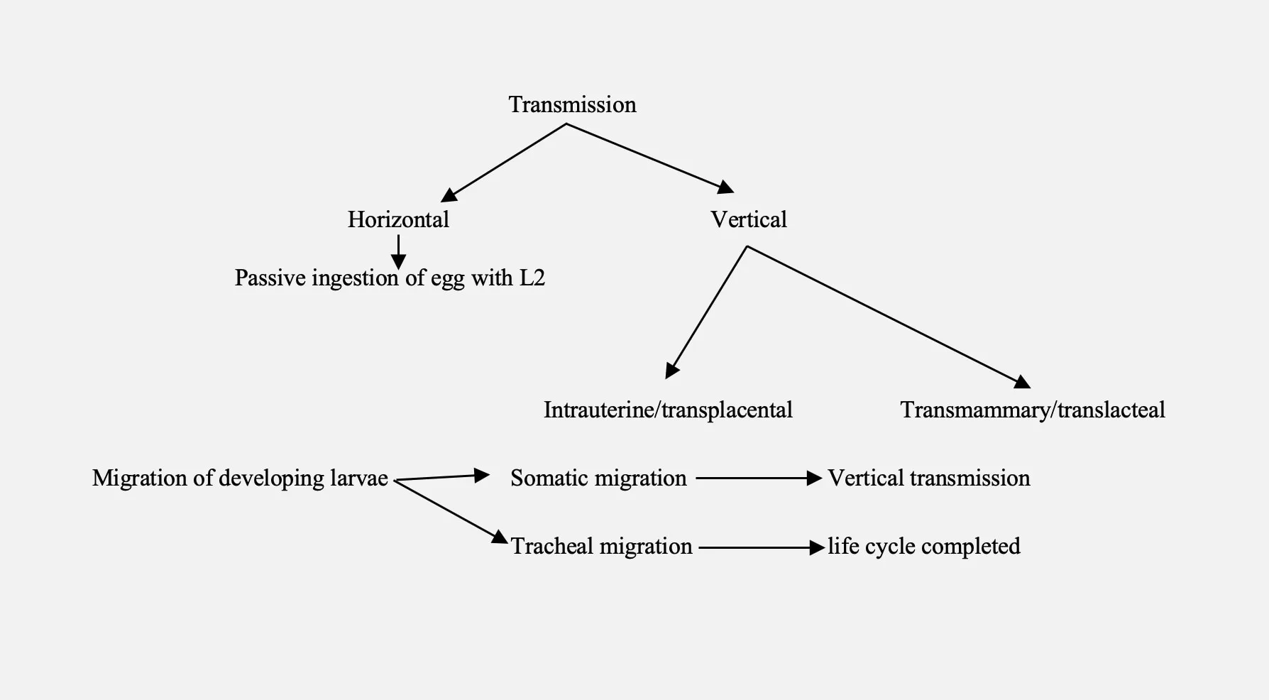 Transmission and life cycle of toxocara