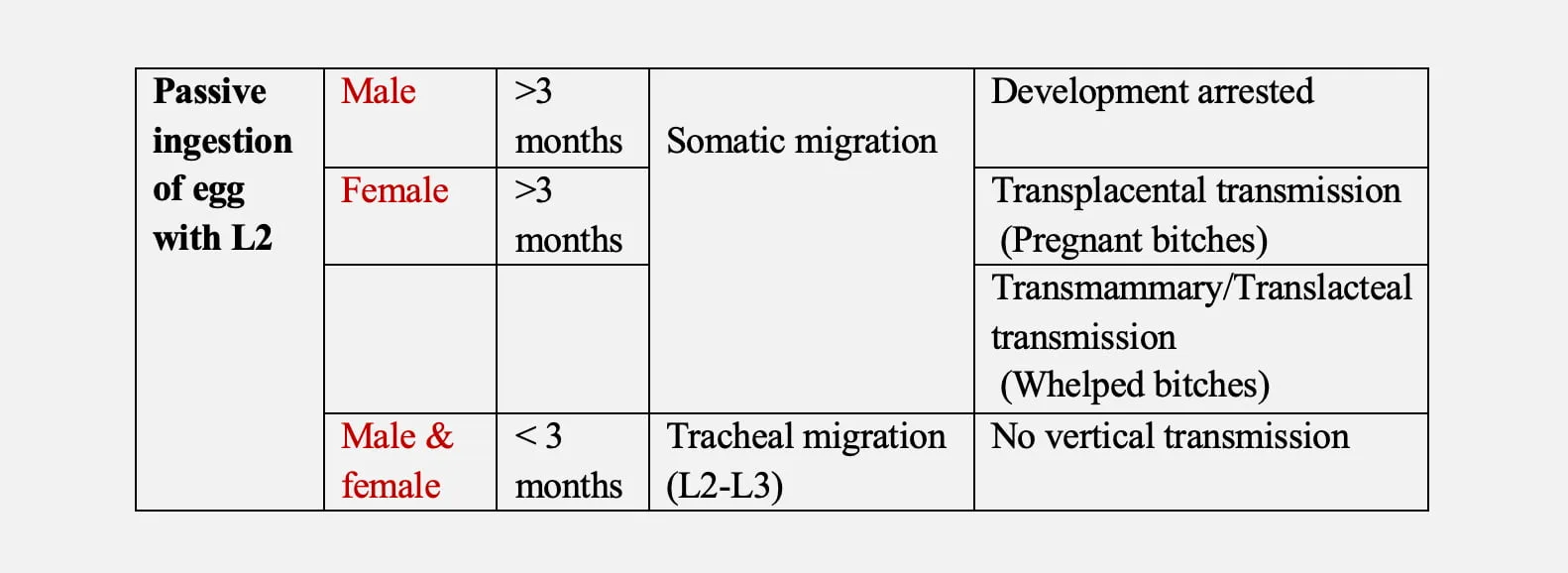 Transmission of Toxocara canis