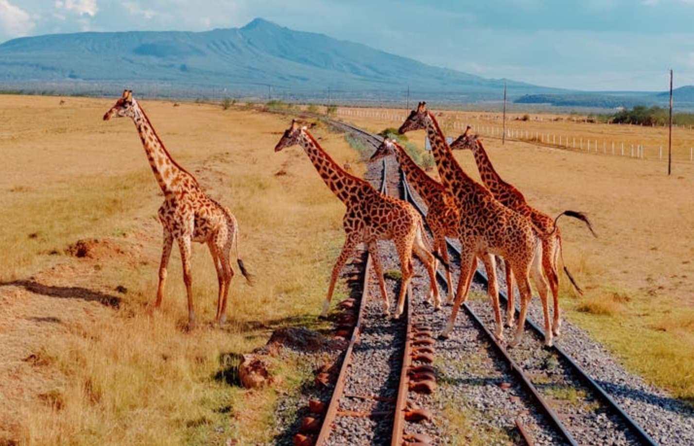 Transport and Handling of Wild Animals