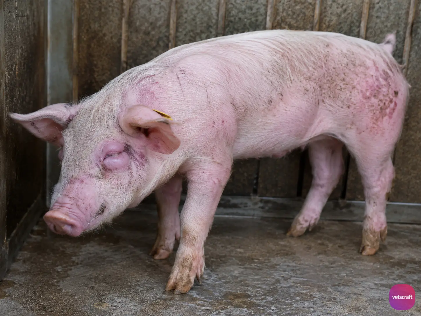 Trichinella spiralis Infection in a Pig