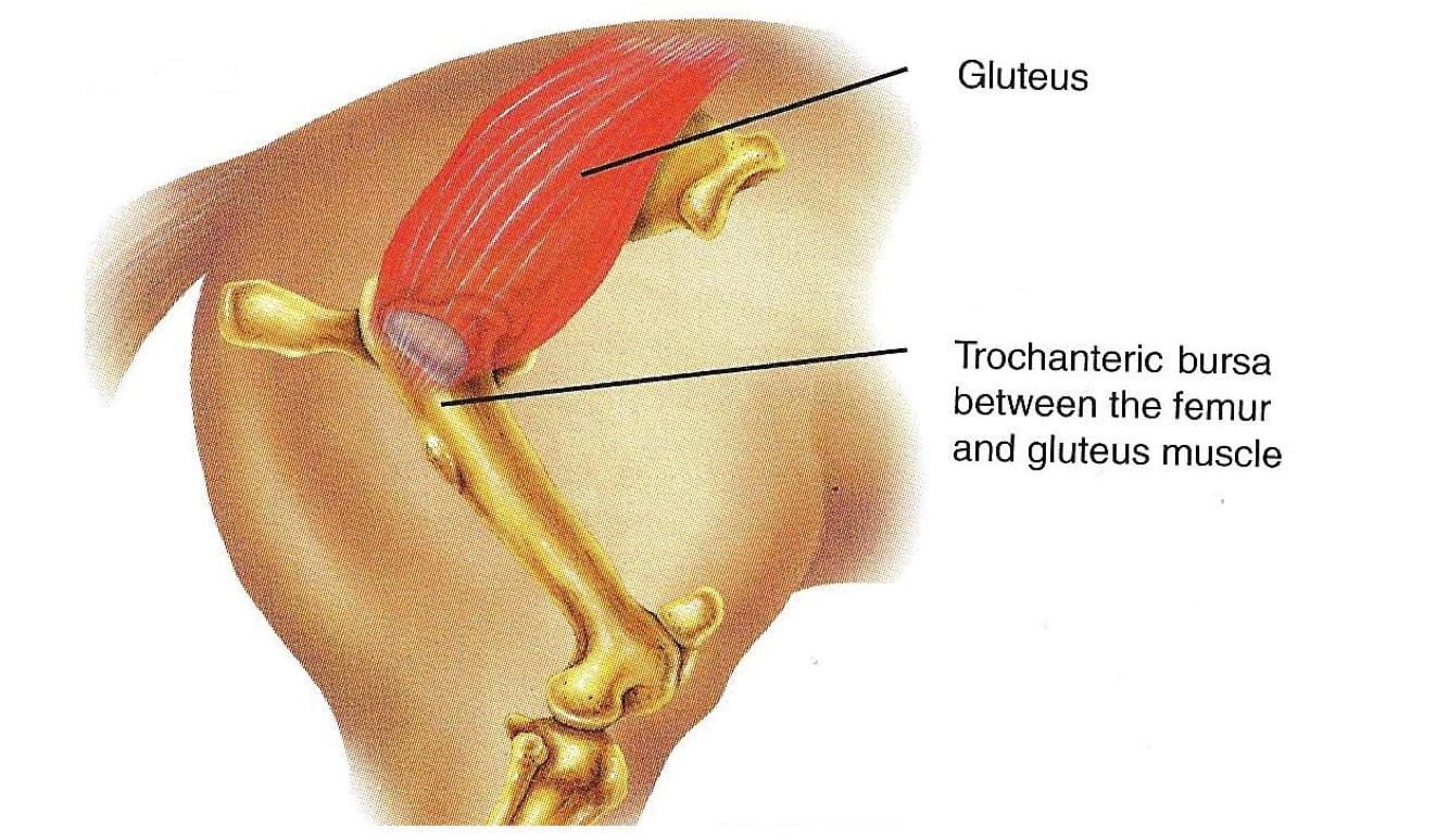 Trochanteric bursa between the femur and gluteus muscle in hind limb of horse