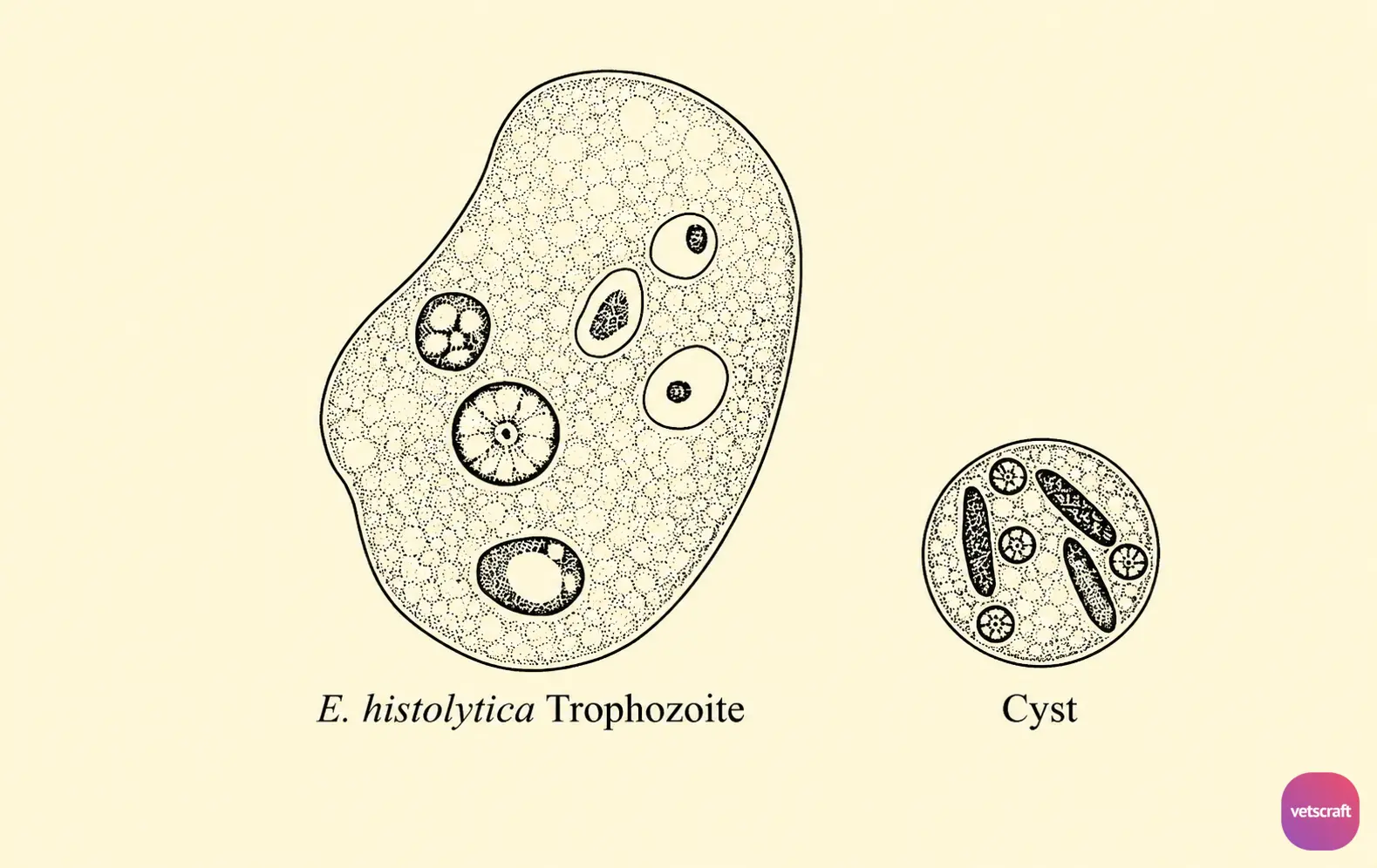 Trophozoite and Cyst of Entamoeba histolytica