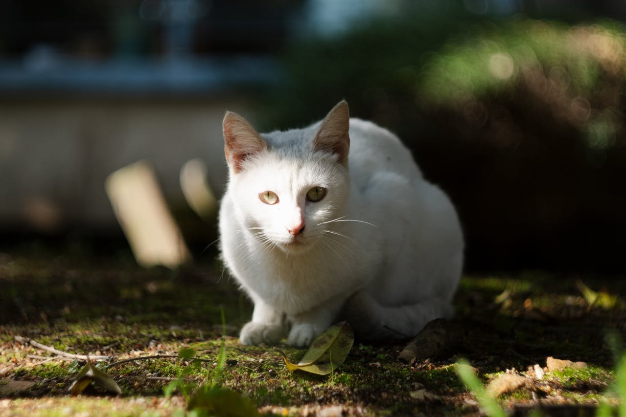 True hermaphroditism in a Queen Cat