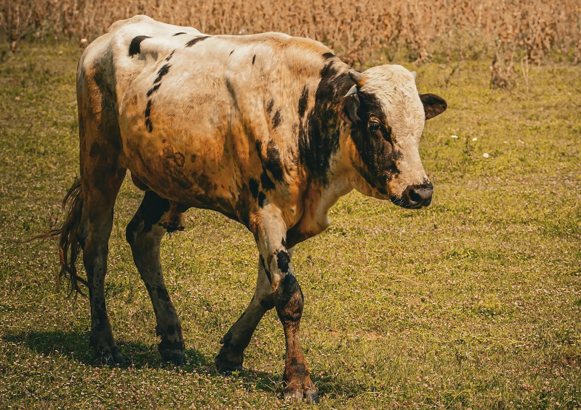 Tuberculosis (TB) in a Cattle