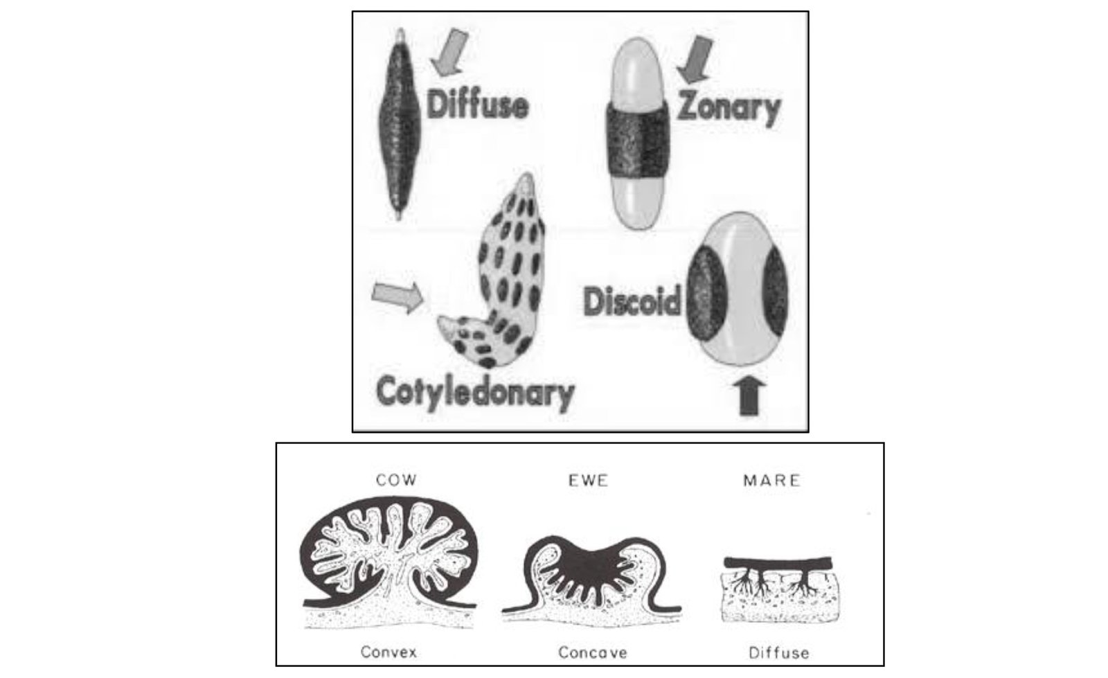 Types and Species Variations of Placenta in Domestic Animals