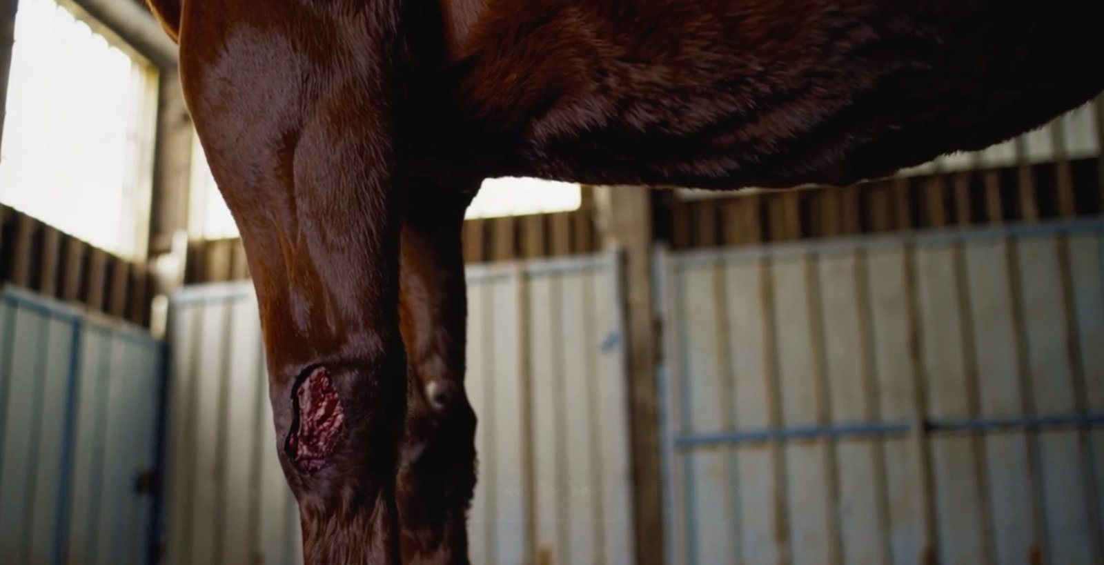 Ulcerative Lymphangitis (Big Leg) Disease | Bacterial Diseases