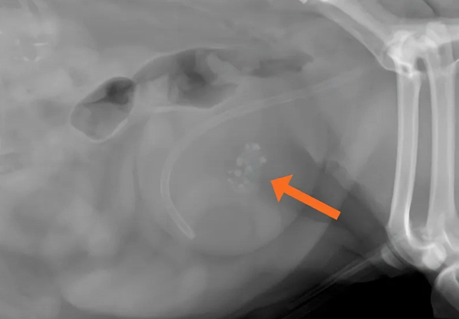 Urinary Calculi in a Dog