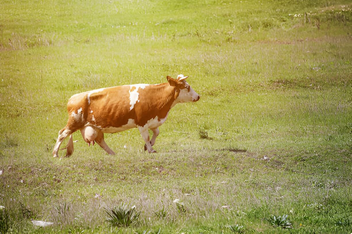 Uterine Rupture in a Cow