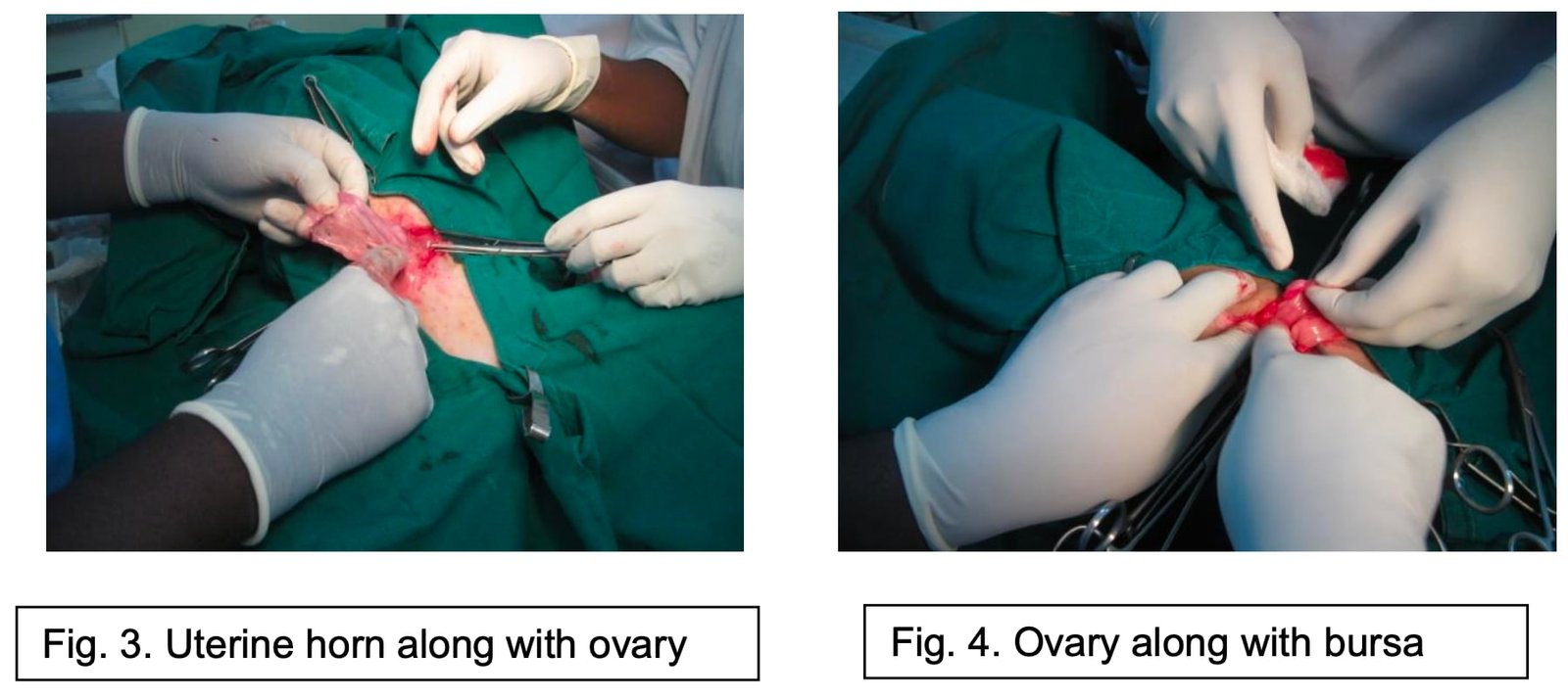 Uterine horn along with ovary and Ovary along with bursa