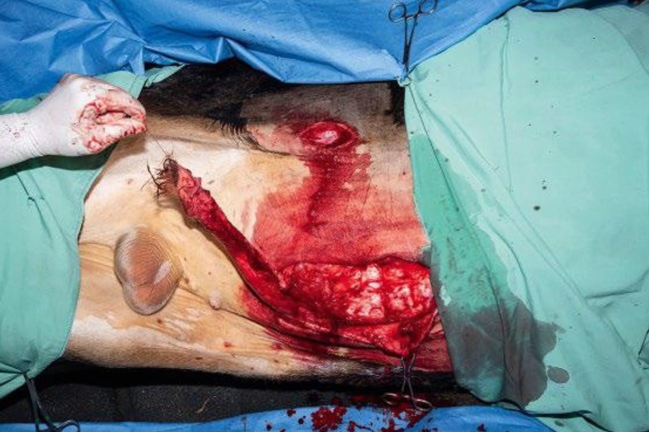 Ventral Midline Incision Extending Caudally with Circumferential Incision at the Translocation Site