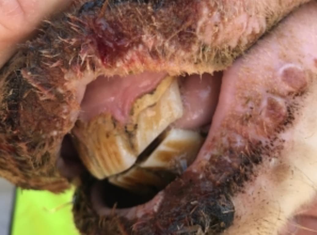 Vesicular Stomatitis in a cow