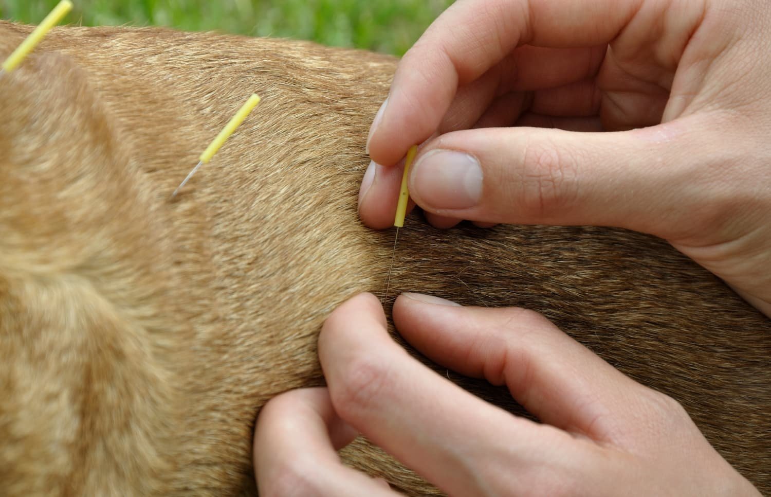 Veterinary Acupuncture in a Dog