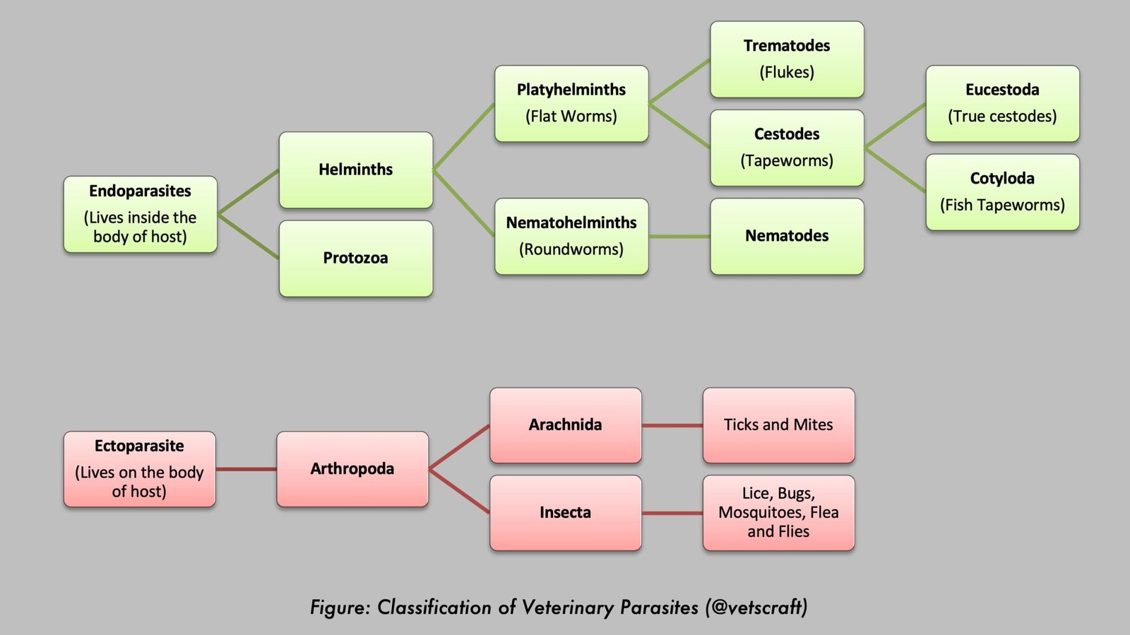 Veterinary Parasitology - Classification of Parasites in Veterinary Parasitology