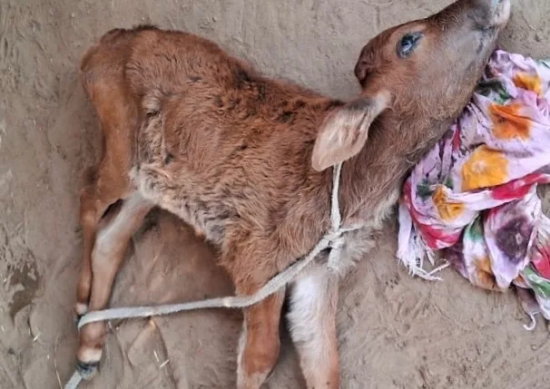 Vitamin B1 (Thiamine) Deficiency in a calf (Polioencephalomalacia)