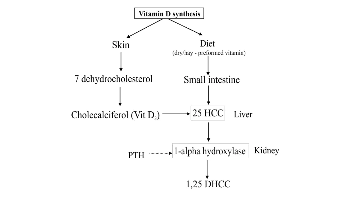 Vitamin D Synthesis