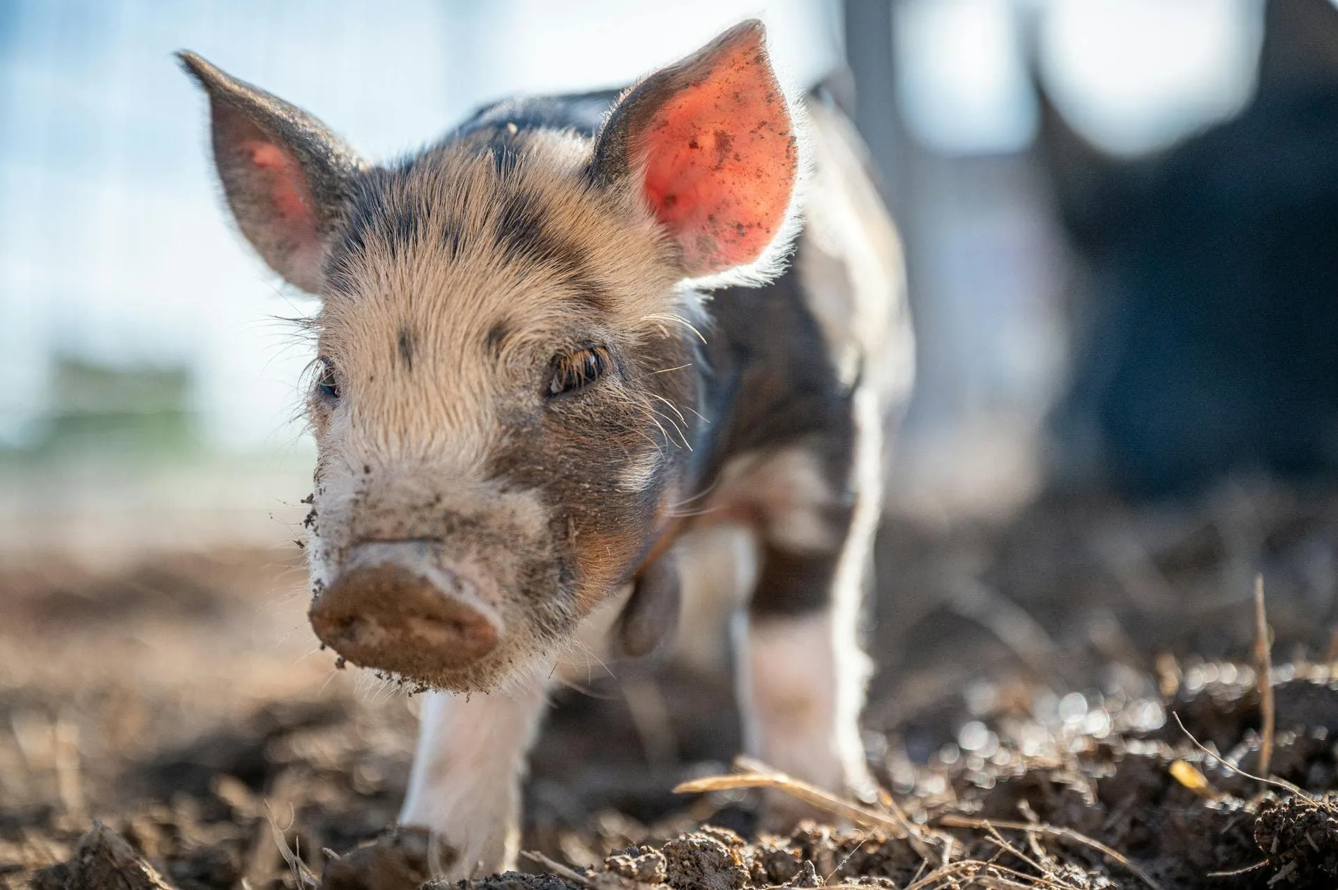 Zinc Deficiency in pig