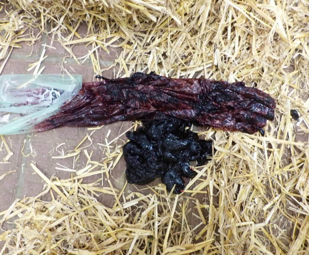 black tarry-coloured pasty faeces in a cattle affected by Abomasal Ulcers