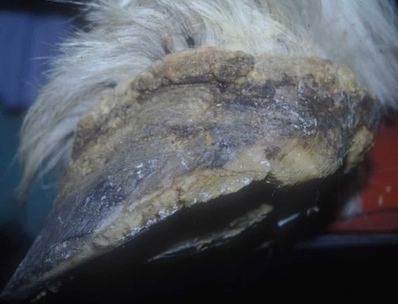 canker that involved the entire frog, heels, and coronary band